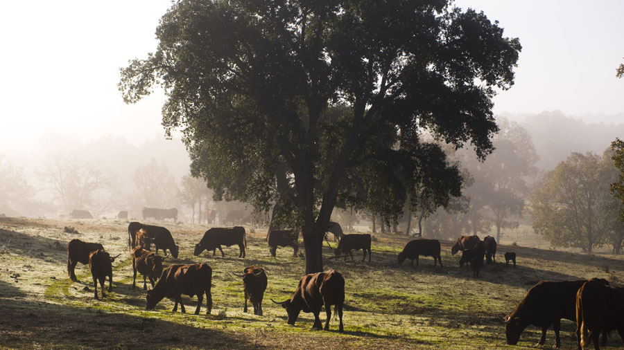 CM ganaderia extensiva extremadura