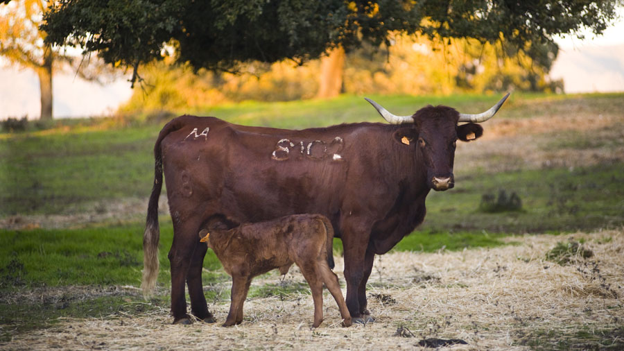 cm carne retinto ibiza ganaderia extensiva