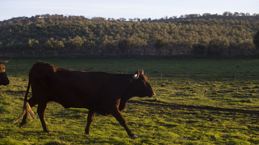 Nuestras vacas de Raza Retinta viven en libertad en la dehesa. © Alberto Paredes / Carnes March