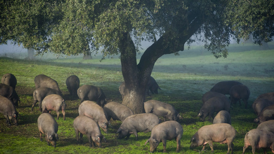 cm jamon bellota finca