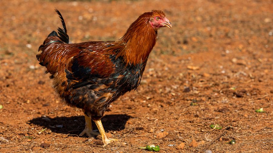 capon criado en Ibiza al aire libre