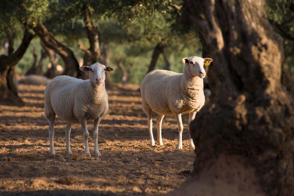 Ovejas Carnes March