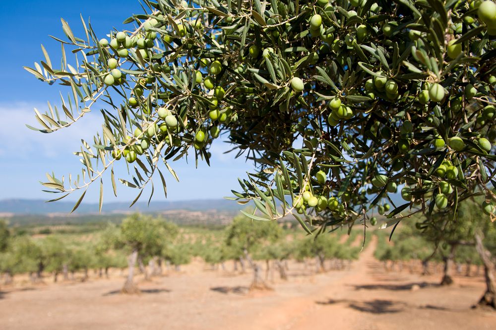 Carnes March olives