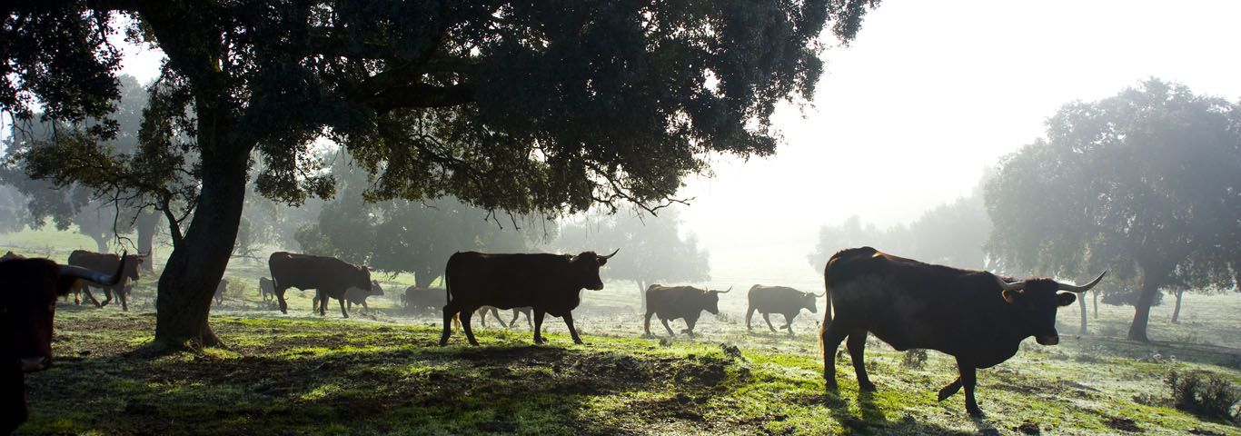 Ganaderia extensiva en finca Cigüeña Negra