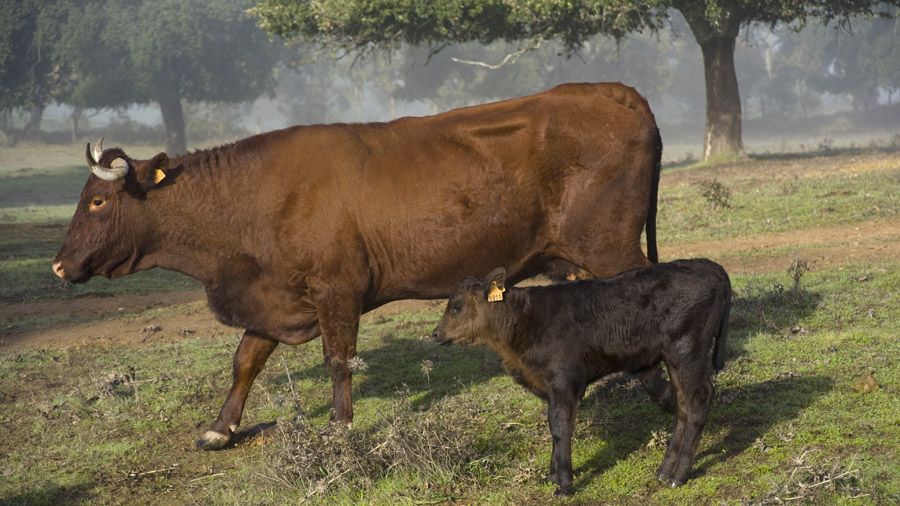 Nueva carne de RETWAGYU