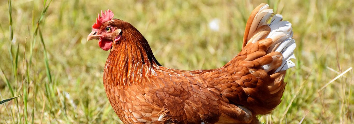 Pollo payés en Ibiza