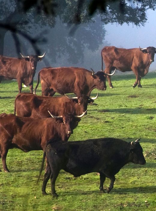 Ganado Carnes March