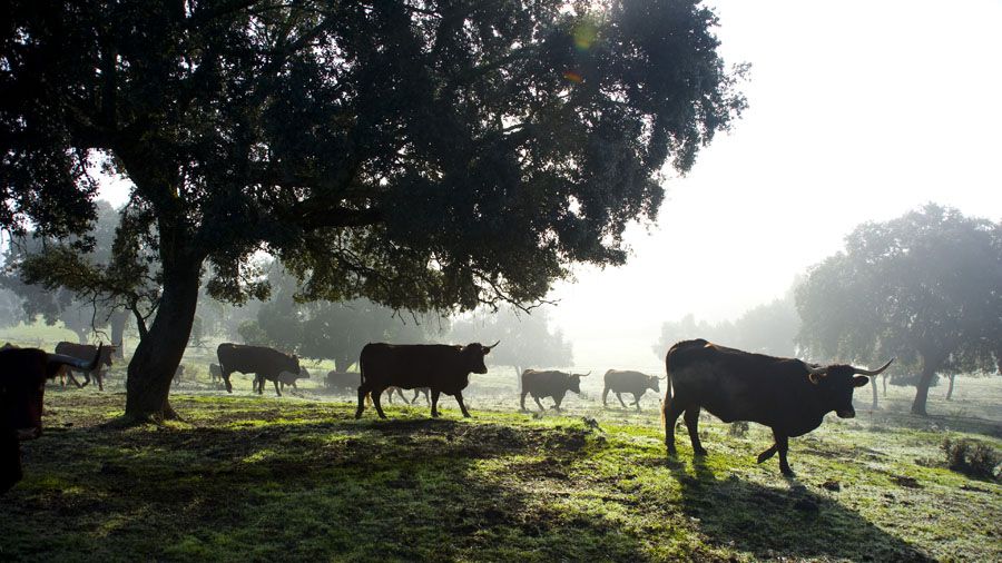 Ganaderia extensiva en finca Cigüeña Negra