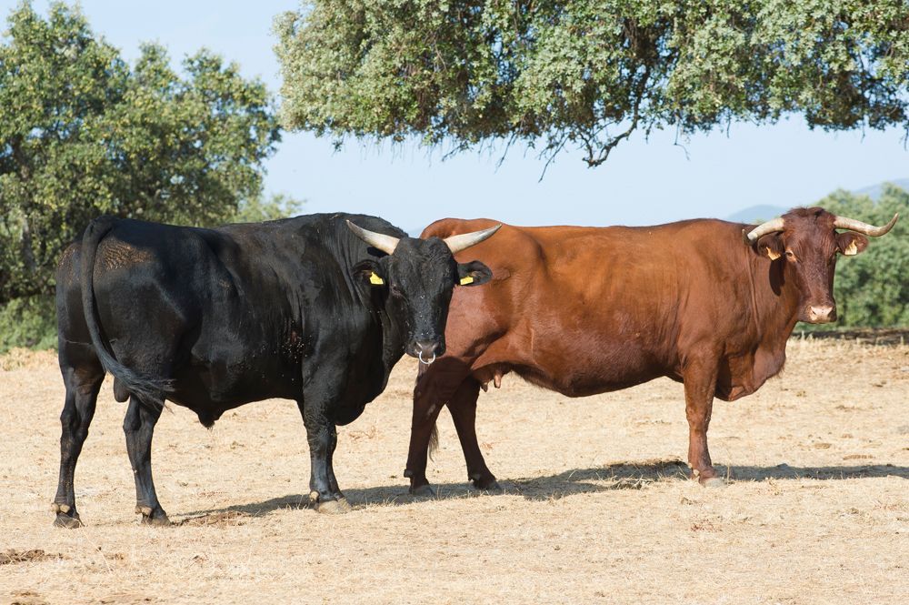 Carnes March cows